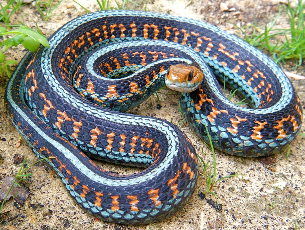 Подвязочная змея (Thamnophis sirtalis)