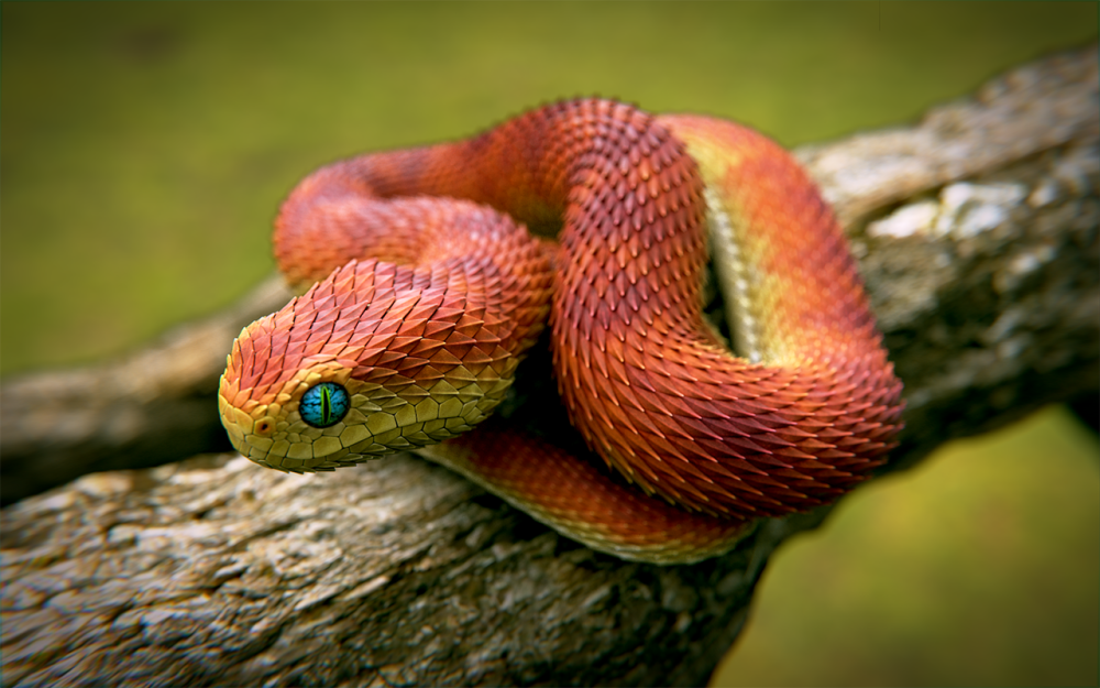 Кустарниковая гадюка (Atheris