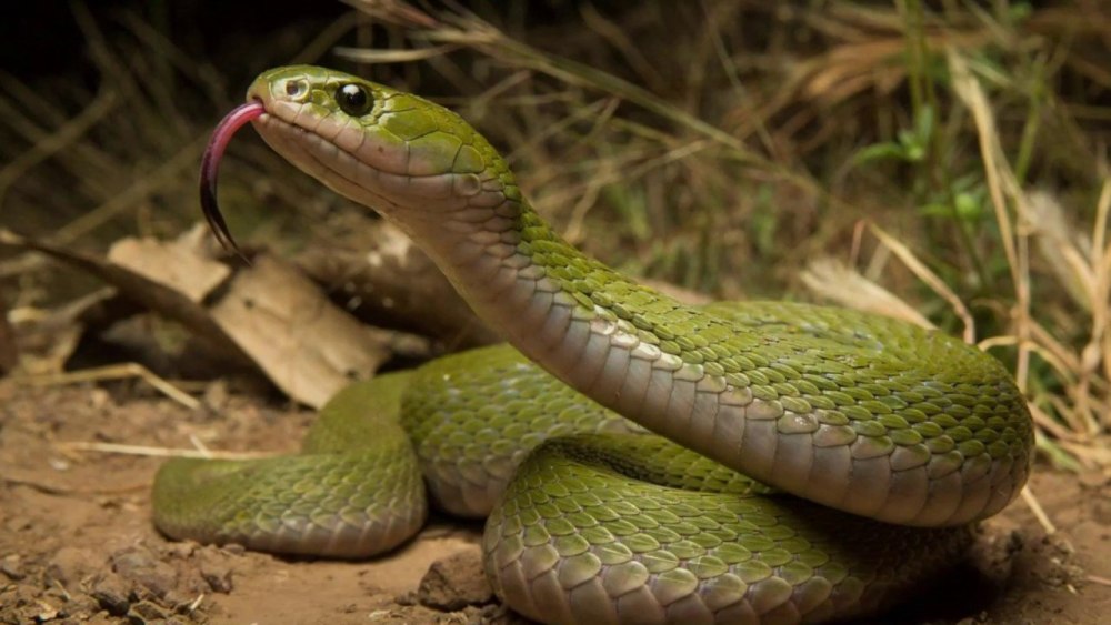 Пресмыкающее полоз