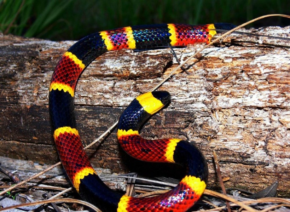 Арлекиновый Аспид