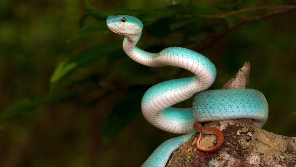 Белогубая куфия Trimeresurus insularis
