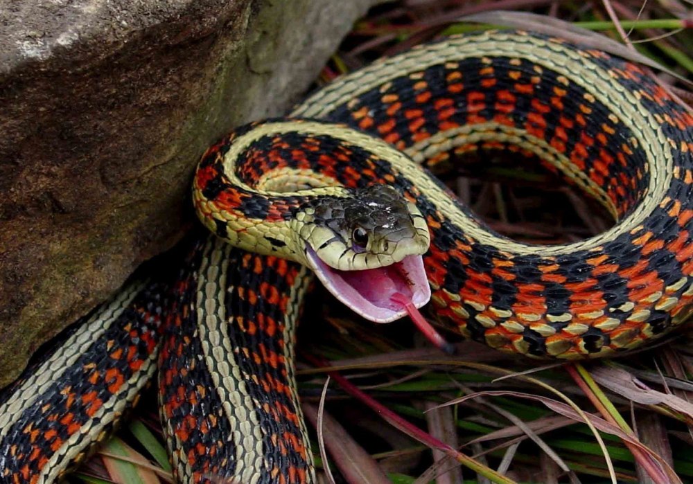 Подвязочная змея (Thamnophis sirtalis)