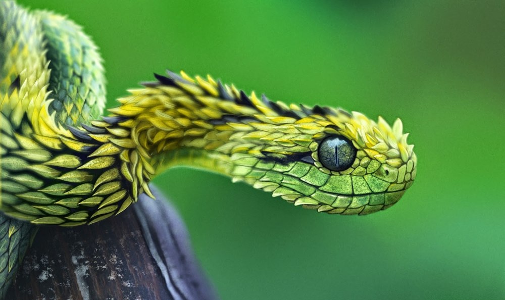 Африканская кустарниковая гадюка