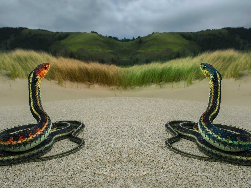 Необычные змеи