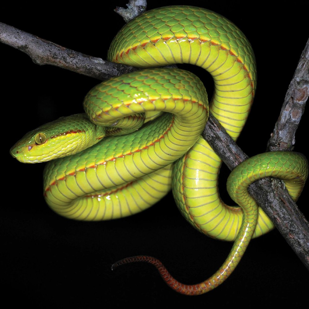 Trimeresurus Salazar