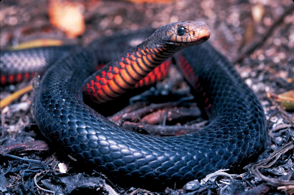 Краснобрюхий чёрный Аспид