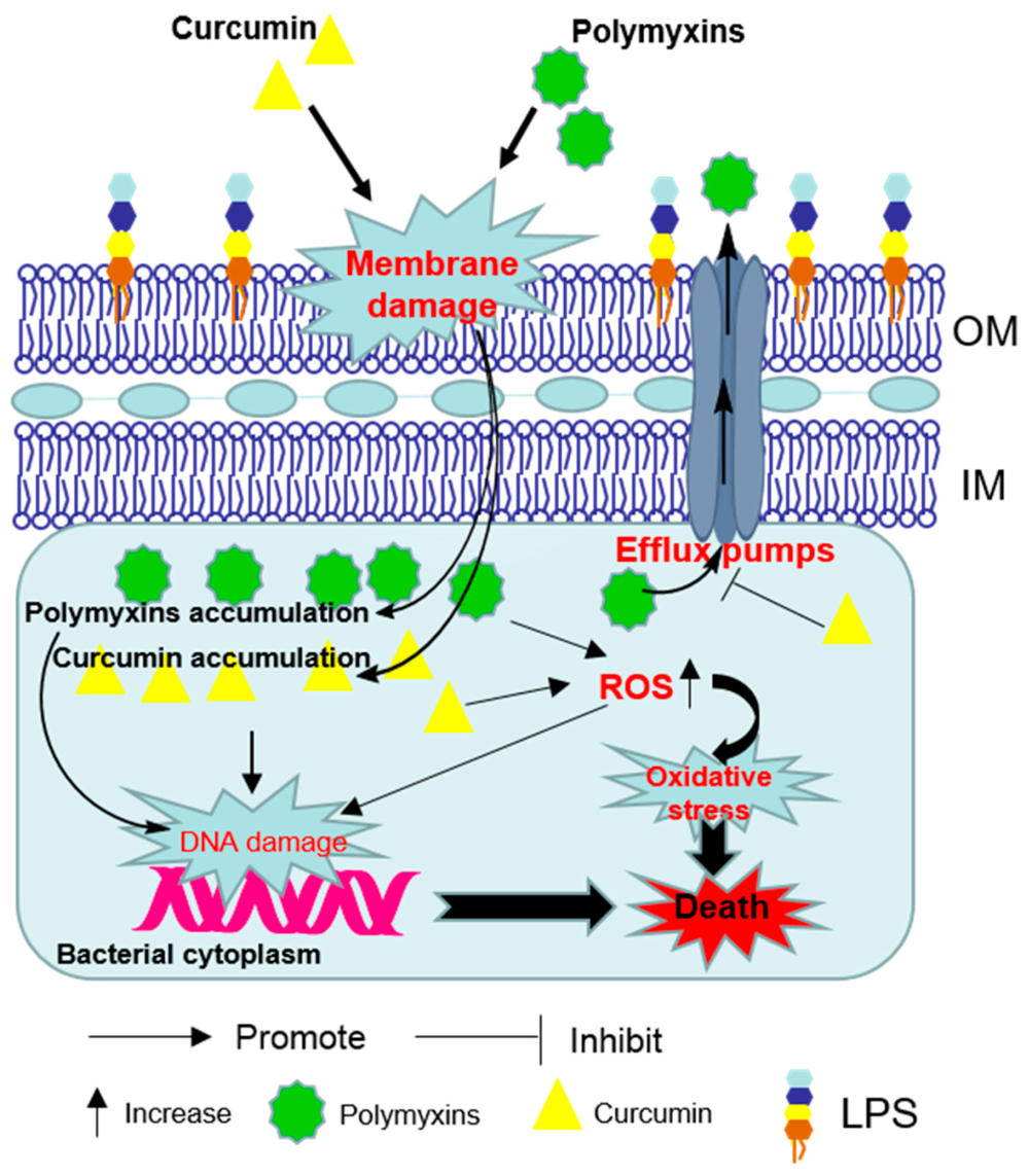 Bacterial membrane