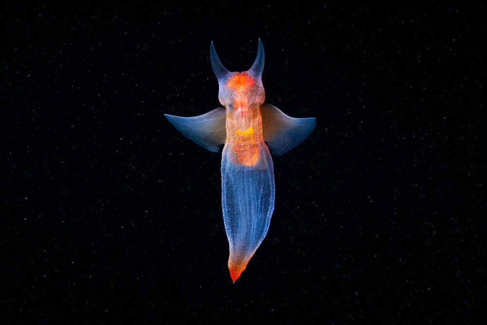 Северный клион морской ангел