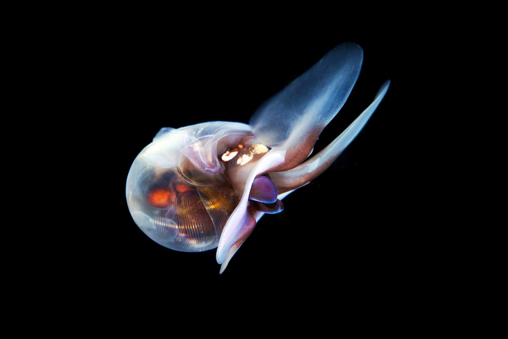 Limacina helicina (Pteropoda)