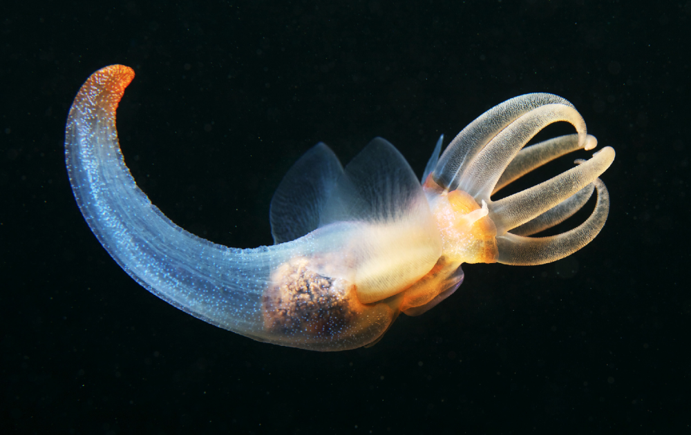 Clione limacina - глубоководный моллюск.