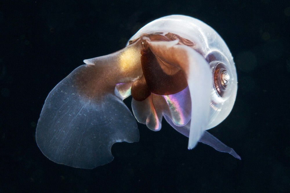 Моллюск морской черт лимацин