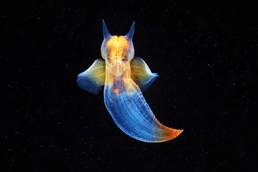 Крылоногий моллюск, лимацина (limacina helicina)