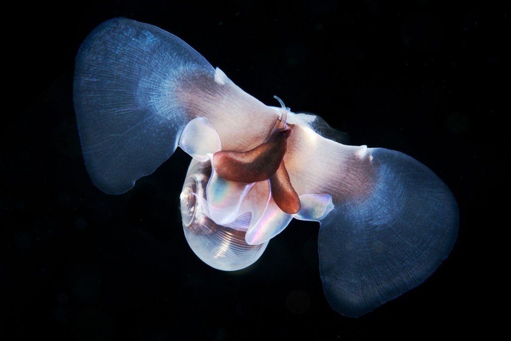 Limacina helicina