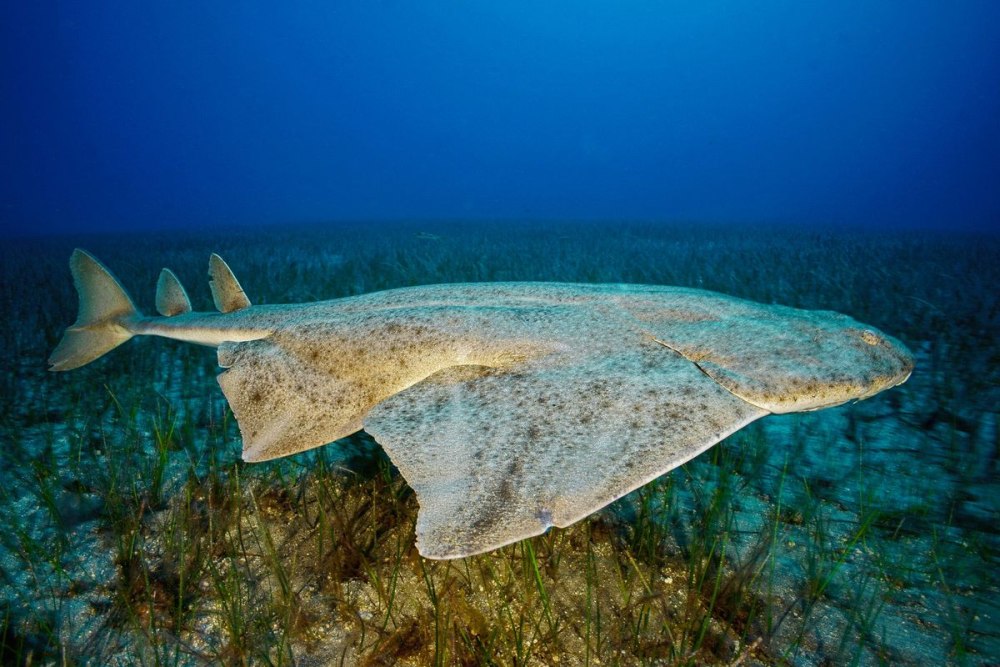 Squatina Squatina