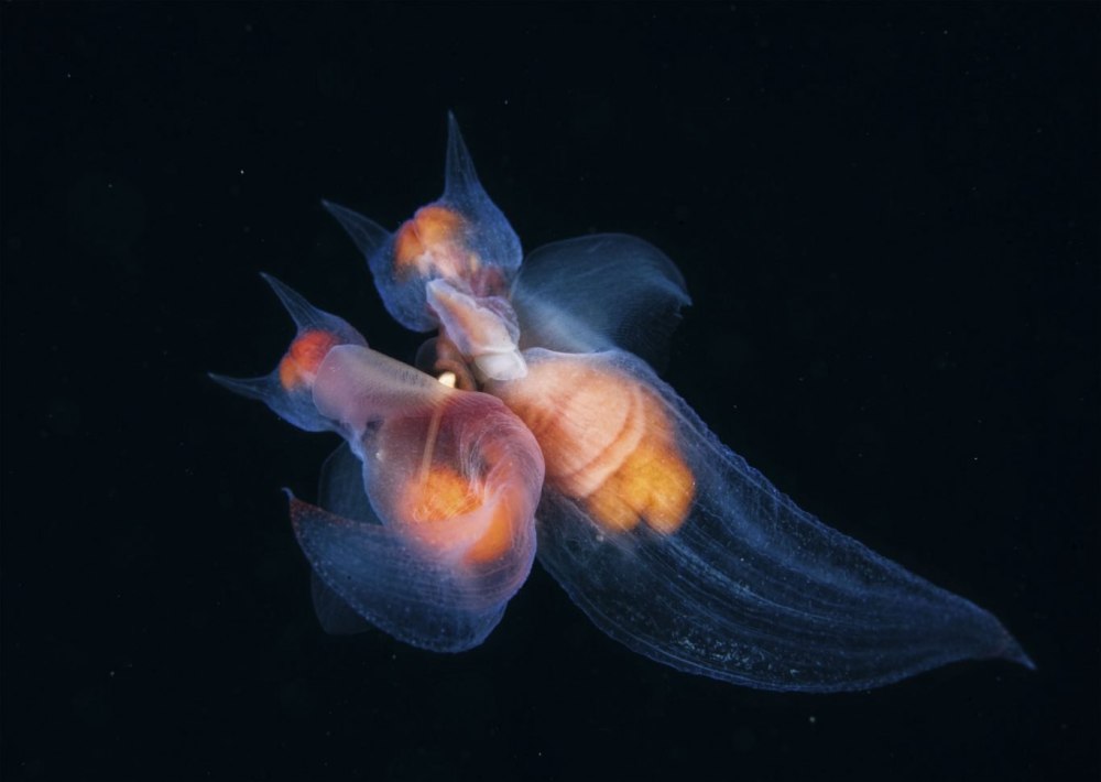 Северный клион морской ангел