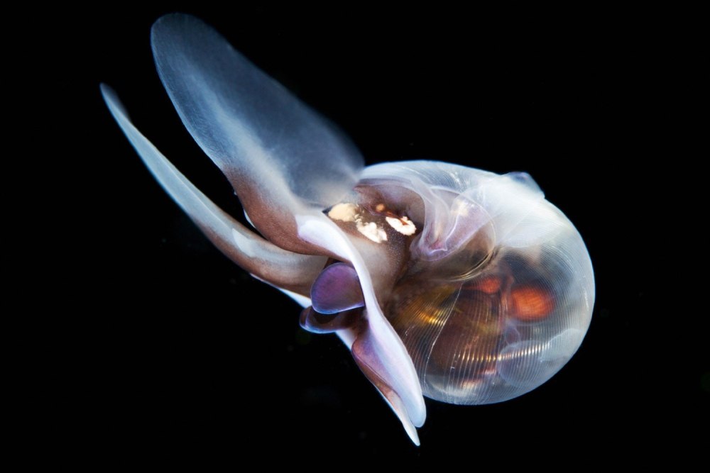 Limacina helicina