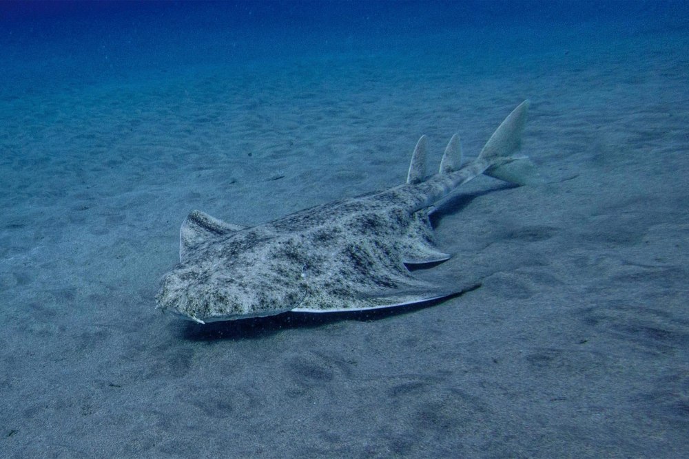 Морской ангел европейская скватина