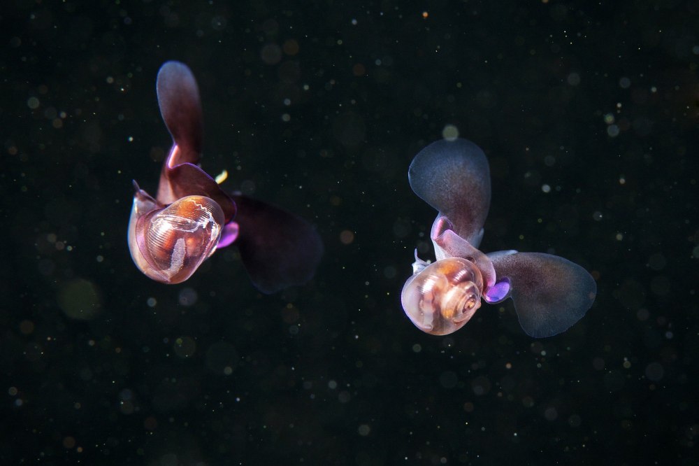 Крылоногими моллюсками limacina helicina