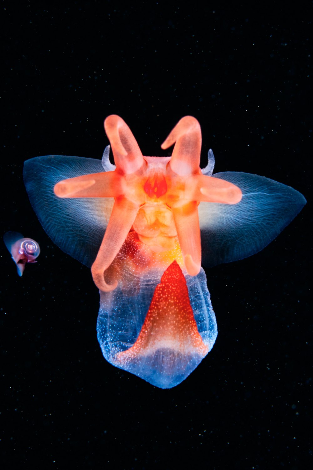 Моллюск Clione limacina
