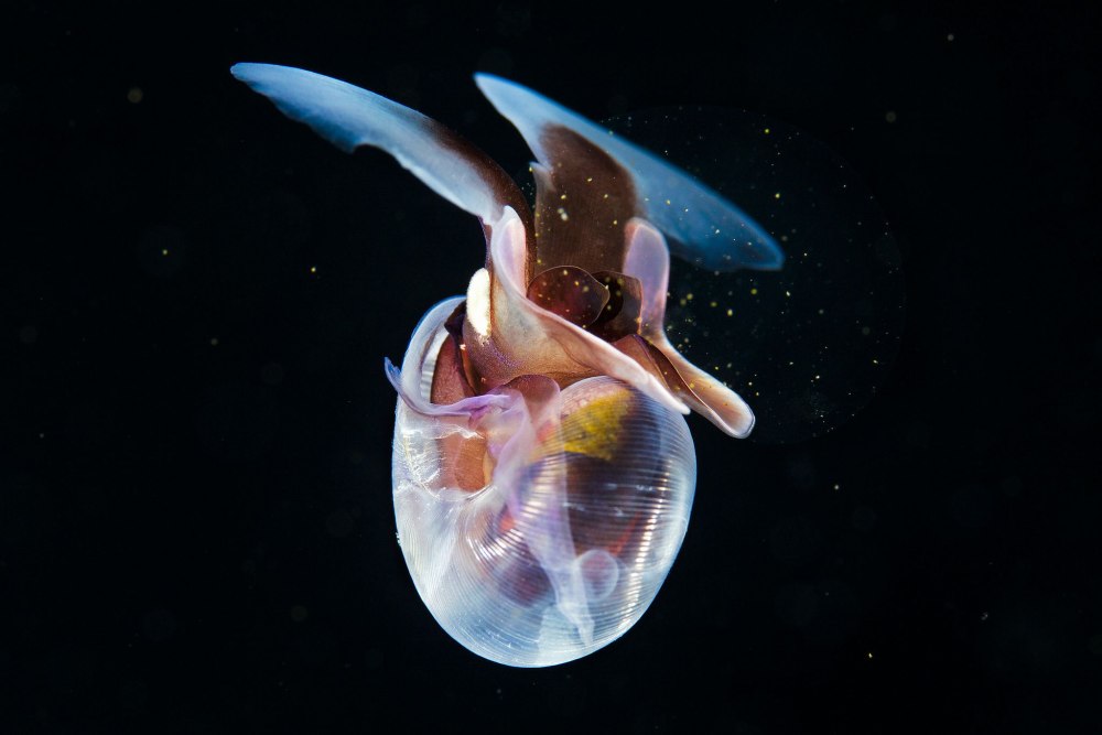 Limacina helicina