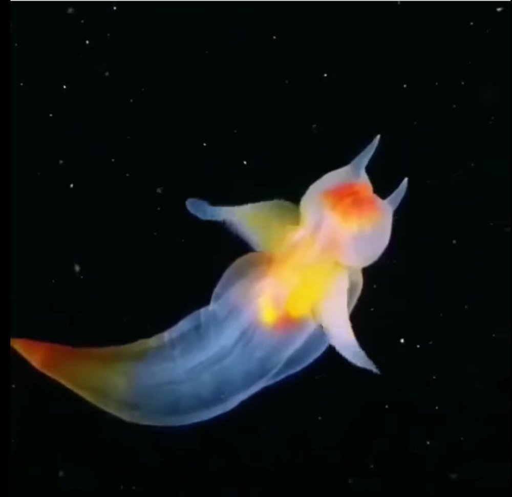 Японский морской ангел