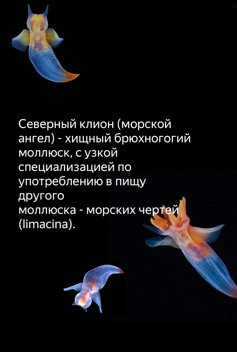 Морской ангел питание