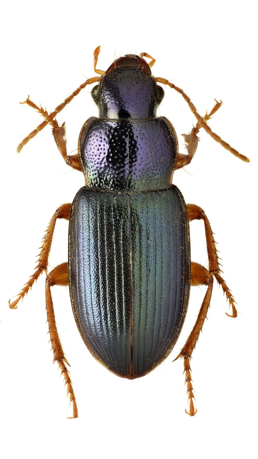 Жужелица Harpalus Latus