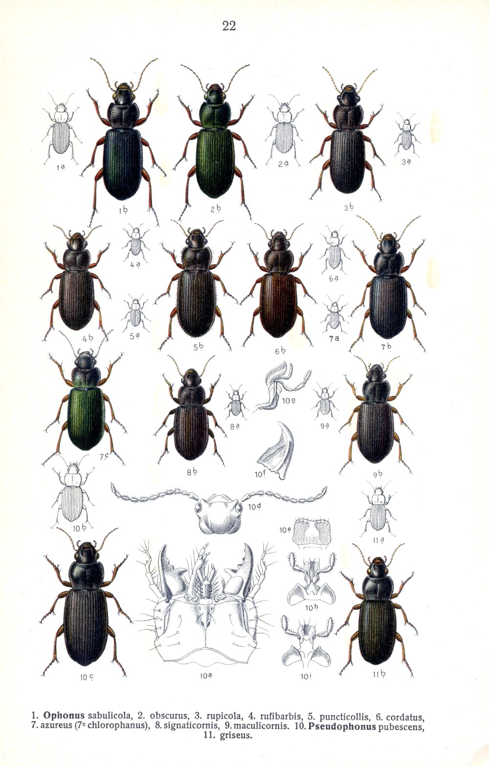 Ophonus stictus