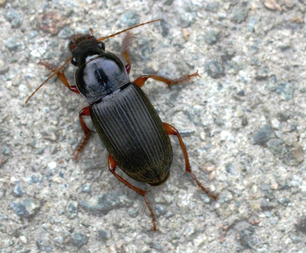 Жужелица Harpalus Latus