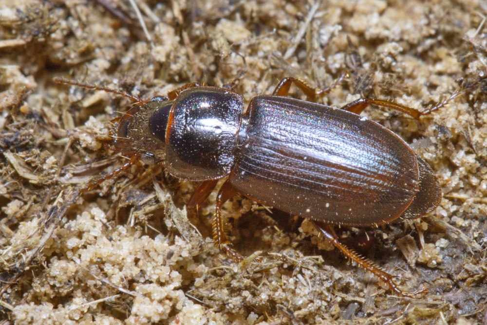 Harpalus rufipes Жук