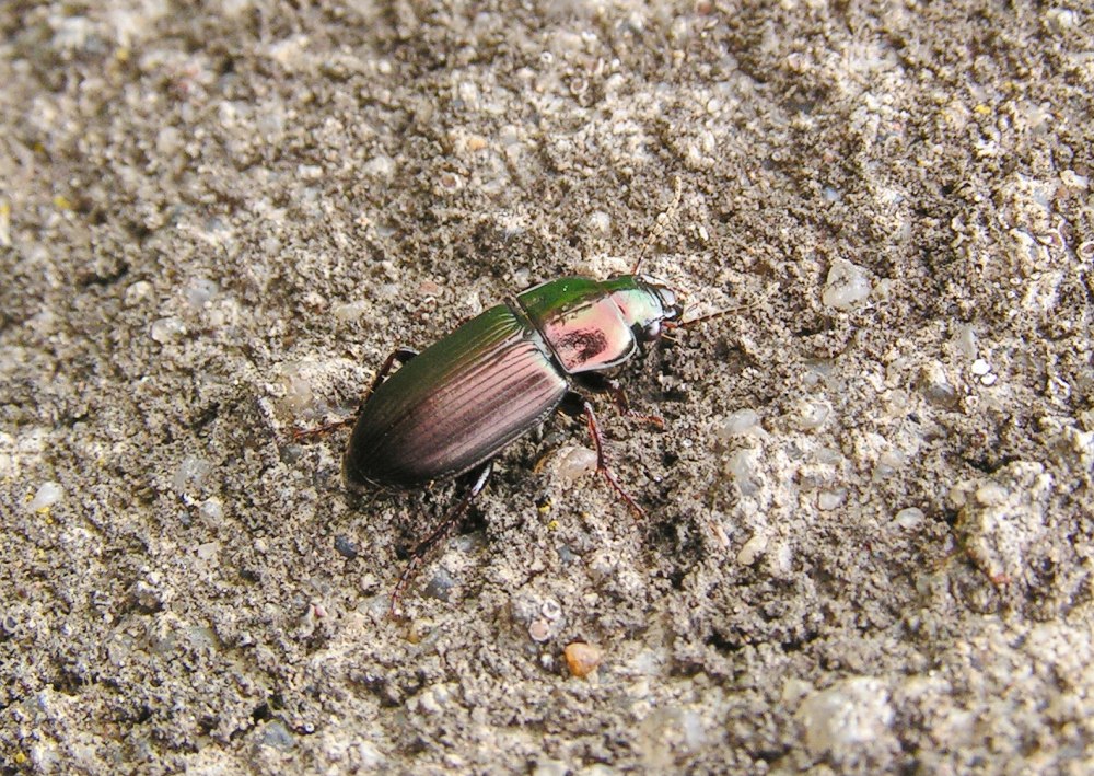 Бегун обыкновенный Harpalus distinguendus Duft.