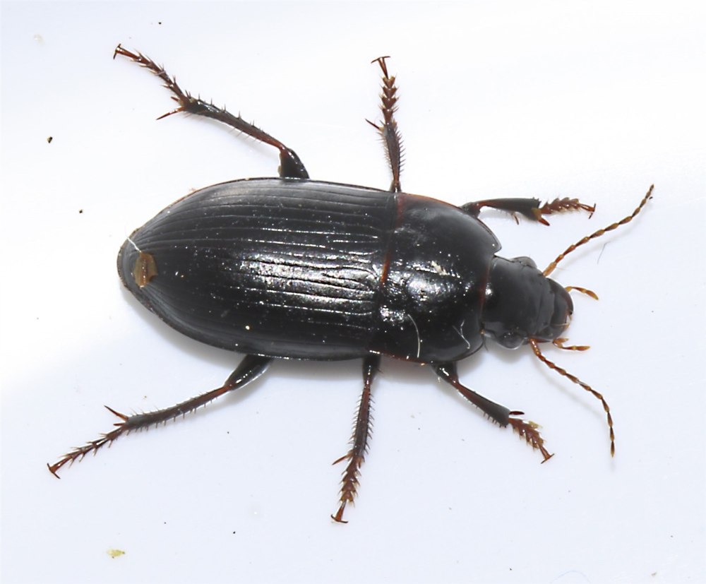 Harpalus rufipes Жук