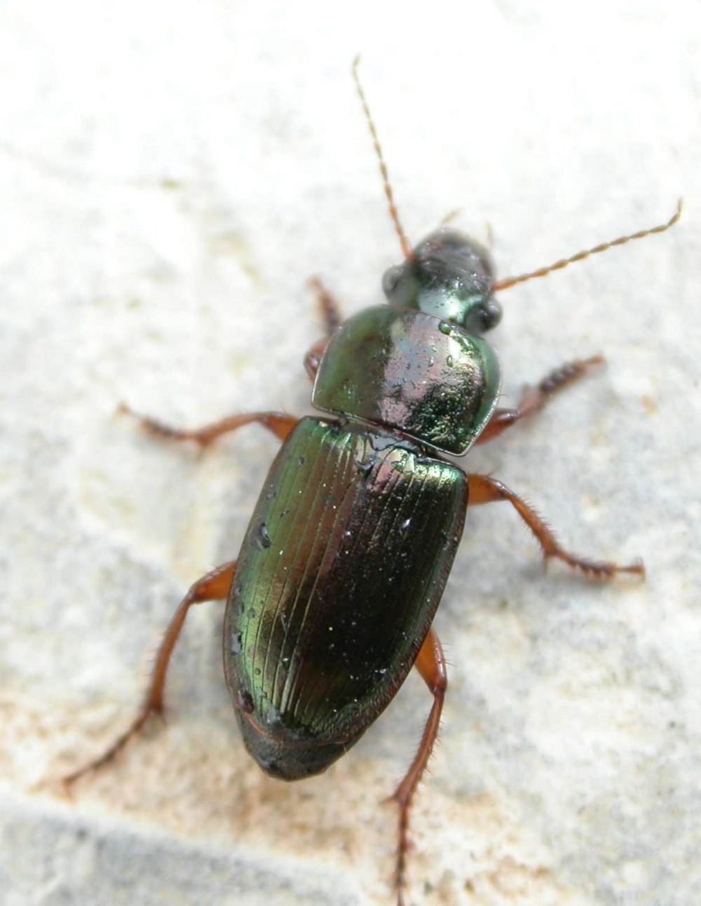 Жужелица Harpalus Latus