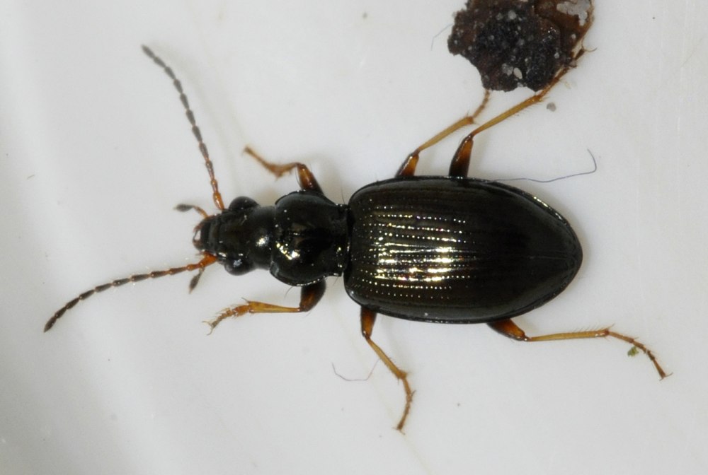 Bembidion properans