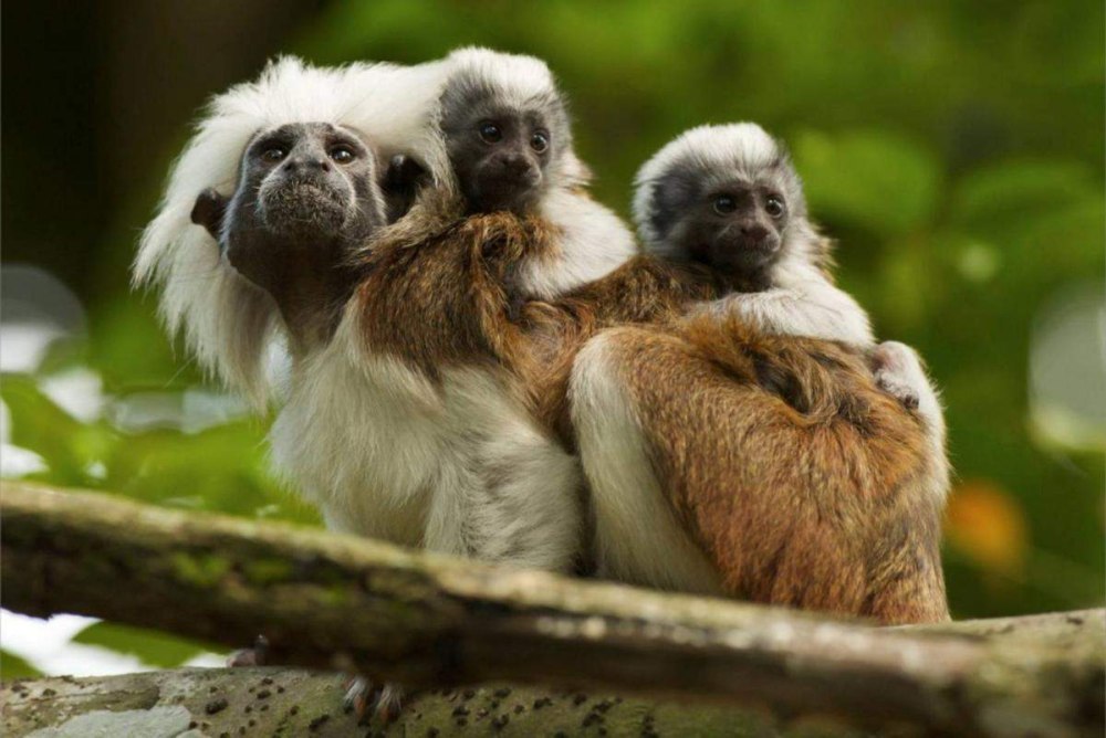 Эдипов (хохлатый) Тамарин (Saguinus Oedipus)