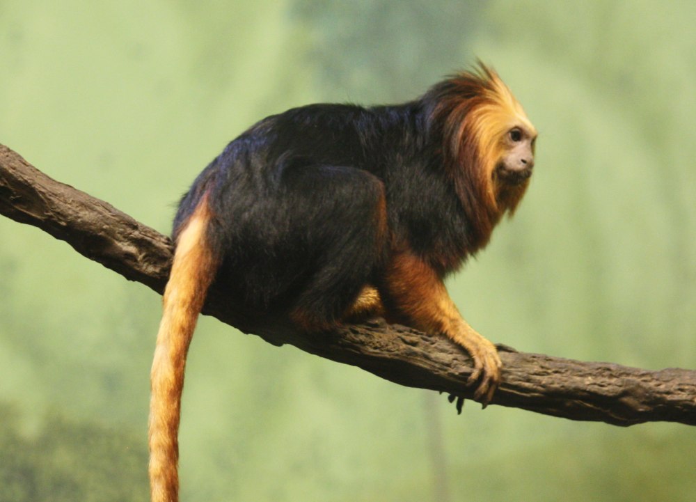 Leontopithecus Chrysomelas