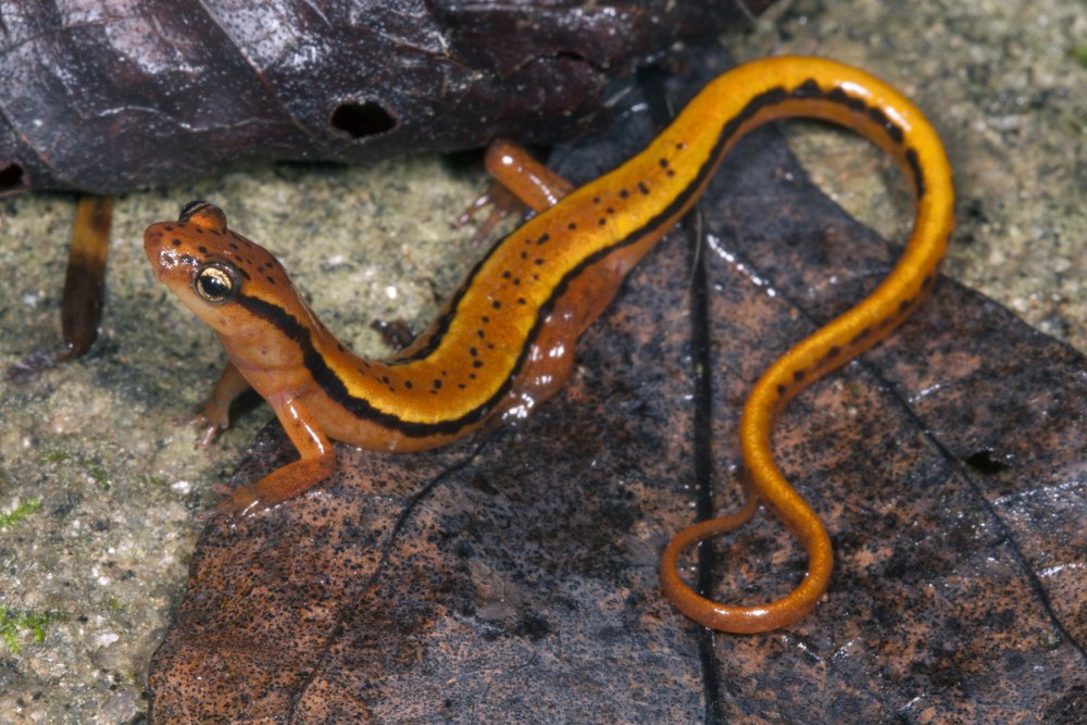 Eurycea wilderae
