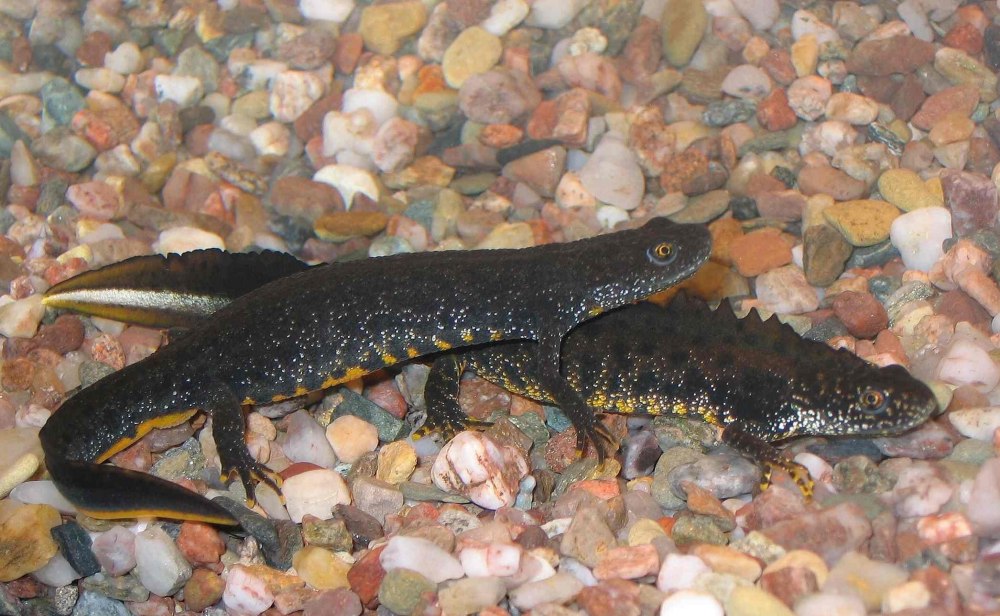 Гребенчатый Тритон Triturus cristatus (Laurenti, 1768)