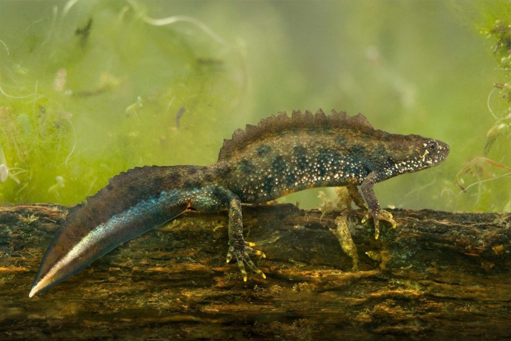 Triturus cristatus гребенчатый Тритон