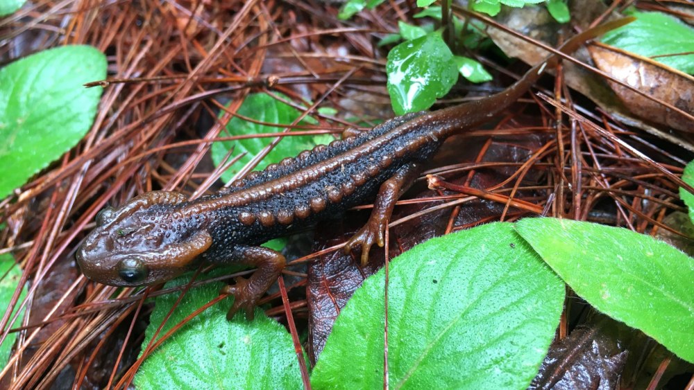 Крокодиловый Тритон Tylototriton phukhaensis