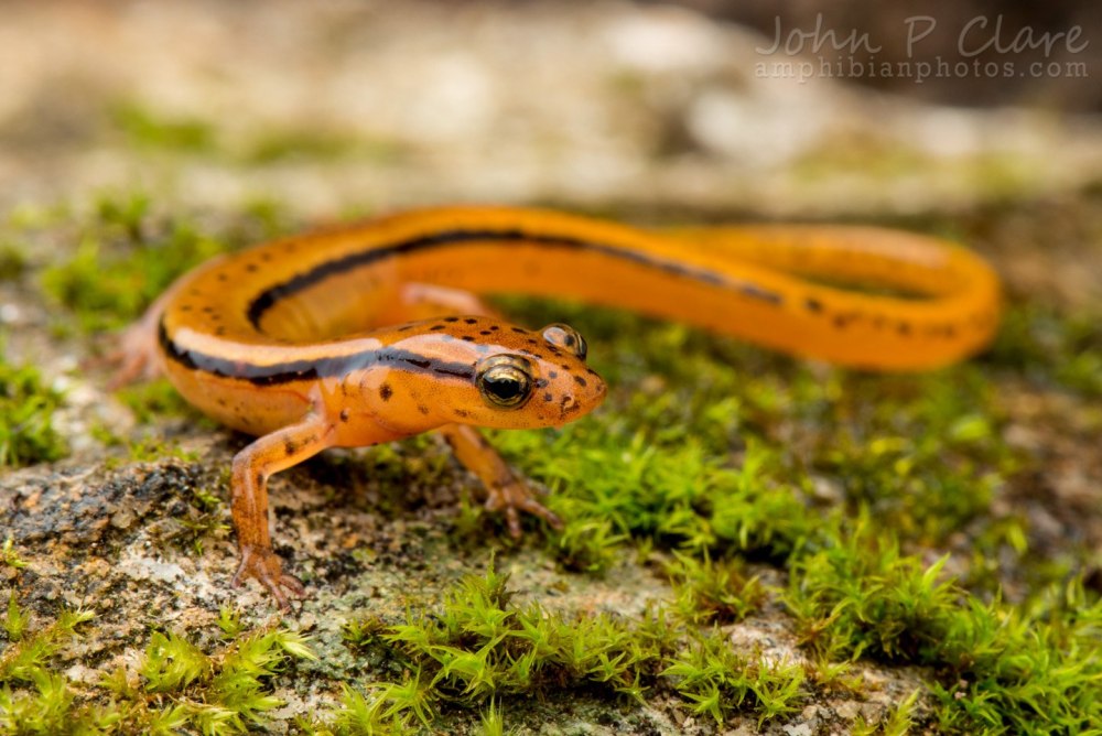 Eurycea wilderae