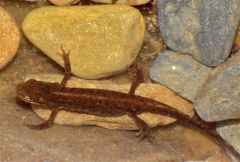 Lissotriton boscai