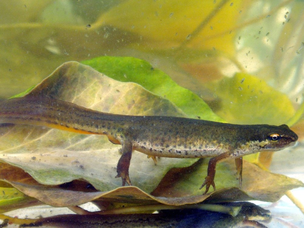 Обыкновенный Тритон Lissotriton vulgaris