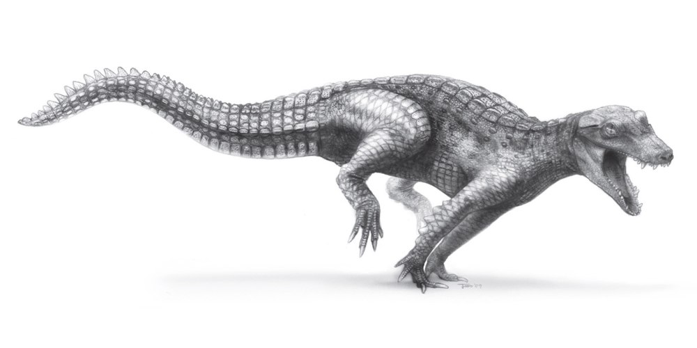 Araripesuchus wegeneri