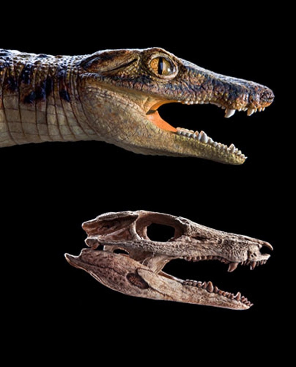 Kaprosuchus saharicus