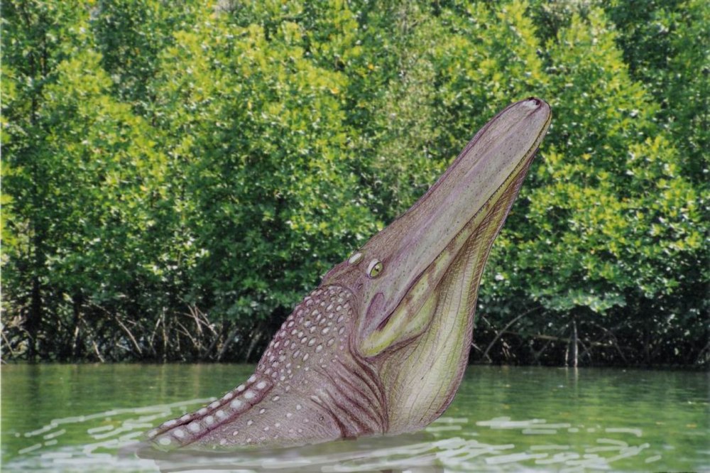 Stomatosuchus inermis