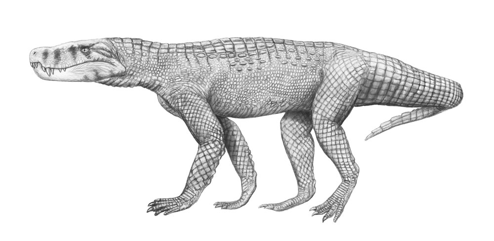 Baurusuchus albertoi