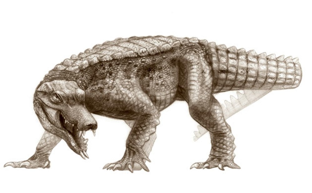 Araripesuchus wegeneri