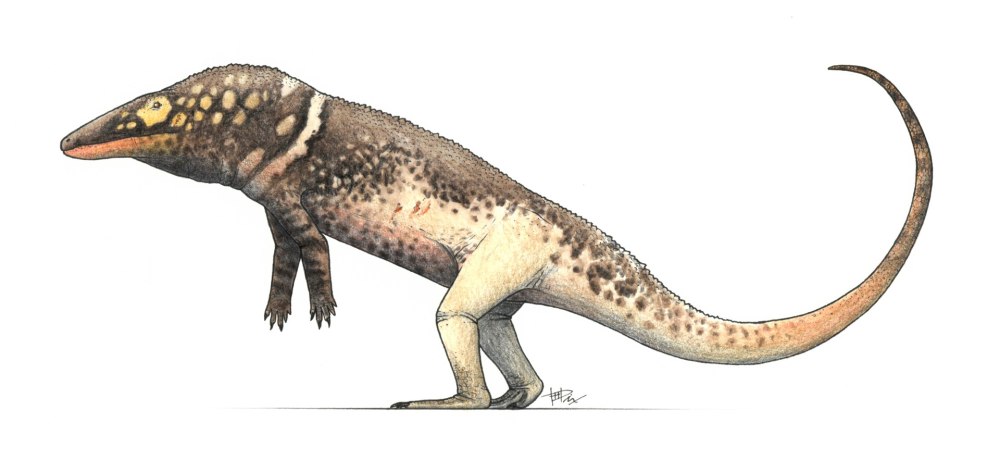Carnufex carolinensis