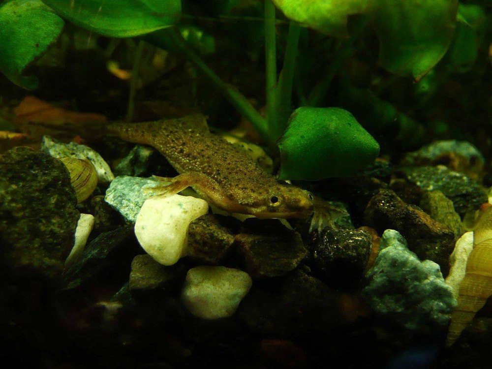 Лягушка карликовая аквариумная (Hymenochirus boettgeri)